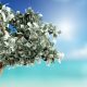 money tree